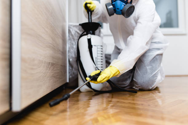 Wasp Removal Services in Velda City, MO