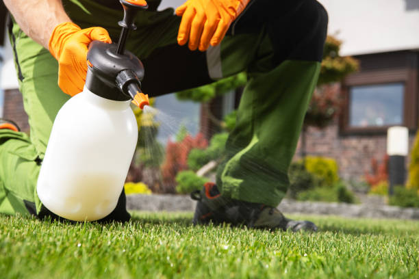 Best Wasp Removal Services  in Velda City, MO