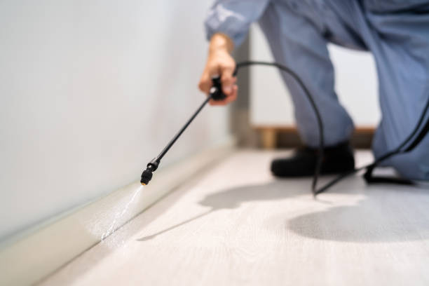 Best Wasp Removal Services  in Velda City, MO